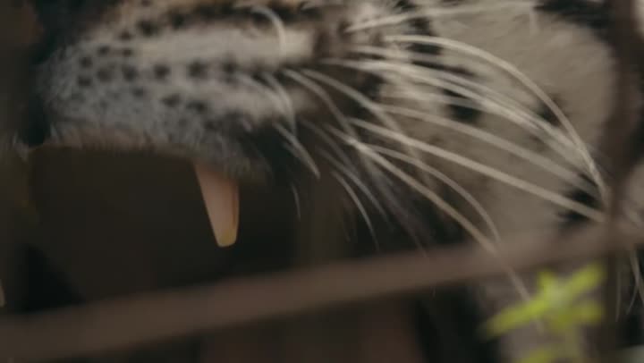 Кадр из сериала «Tiger King»